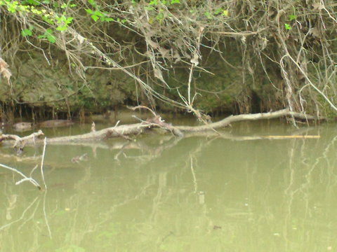 Left center is a critter... Otter?  Nutria?