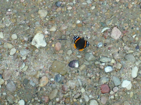 Bunch of these butterflies everywhere