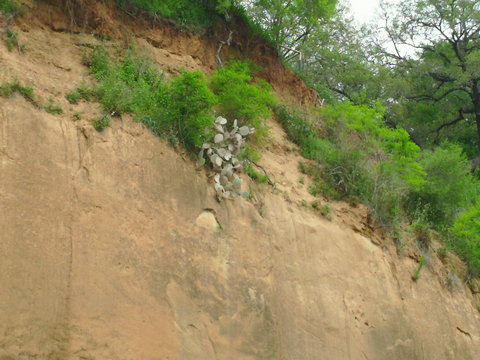 Cactus grows in odd places