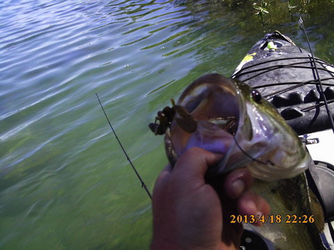 This guy stole my hook the first time but I got it back 15 minutes later, notice a hook in each side of his mouth.  Sometimes they don't learn quick.