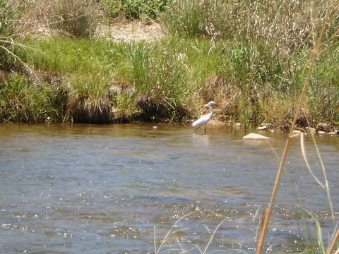 Lots of these fishing for minnows along the way