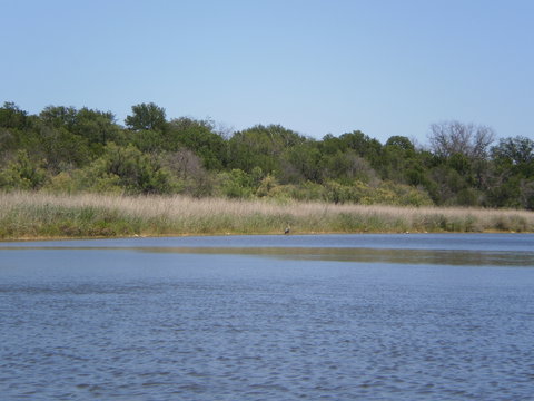 Blue Heron