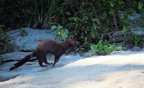 This otter made several trips behind where we were sitting.  He was going to a spot down river and returning each time with a craw fish.