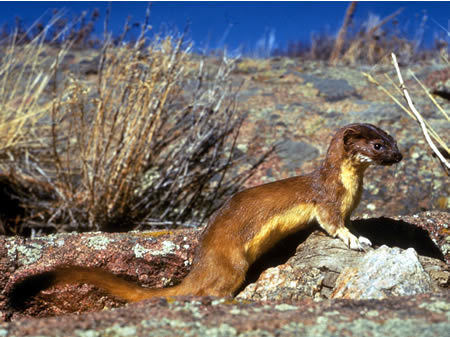 Long-Tailed-Weasel.jpg