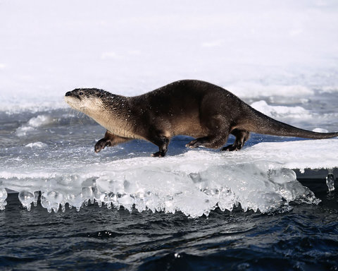 north-american-river-otter-3369.jpg