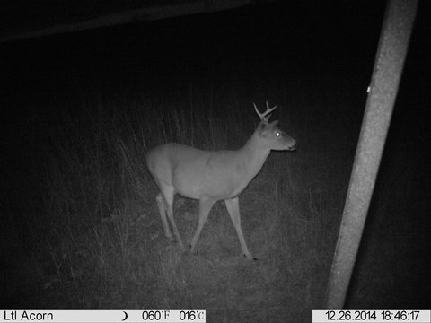 cull buck or not.jpg