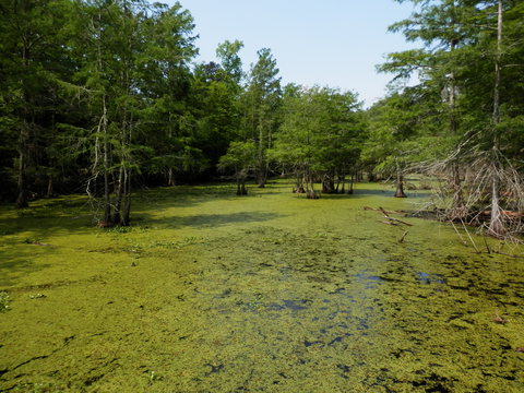 Walnut Slough