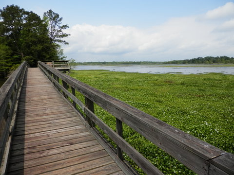 observation bridge