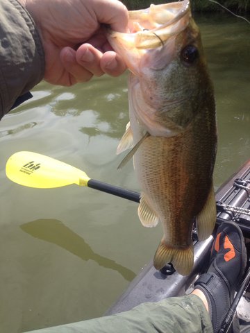 I caught this one on the N/E end on Marine Creek this last Saturday (7-25-15). I had also caught several others that were a little smaller and tossed them back.