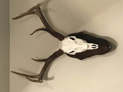 Recently got the head back from Blackwater Taxidermy. Excellent job on the European mount!