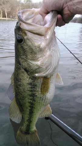 Middle Bosque Largemouth Feb. 13, 2017.jpeg