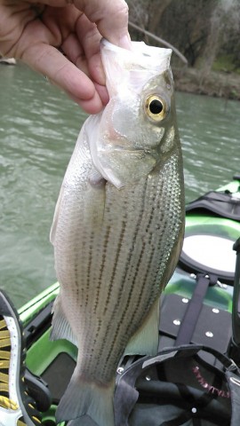 Middle Bosque White Bass Feb. 13, 2017.jpeg