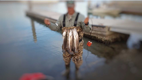trout limit 12-10-2017 resized.PNG