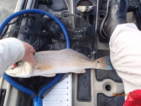 First Redfish