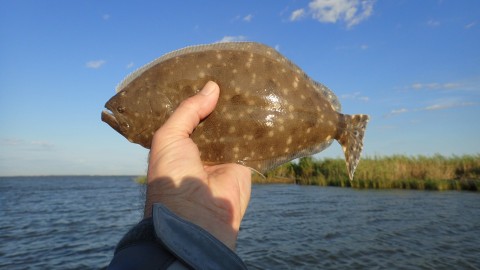 The first flounder