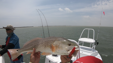 First redfish_ 1 (00.05.10.143).png