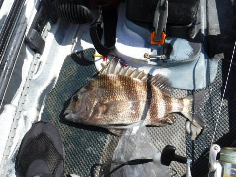 SHEEPSHEAD.jpg