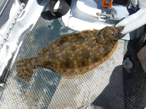 FLOUNDER.jpg