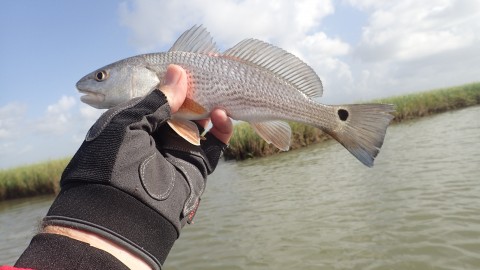 One of my 'big' reds!