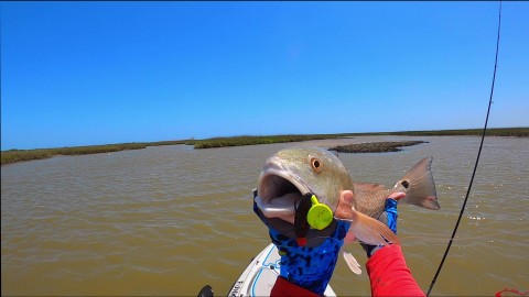 Reds Schooling in The Marsh_Moment7.jpg