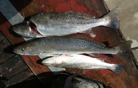 Trout to 23”