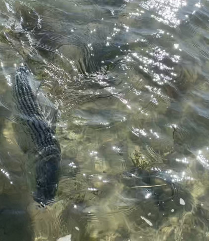 Striper in water.jpg