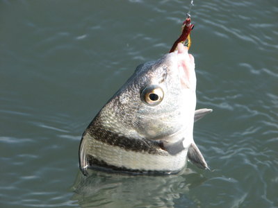 BlackDrum.jpg