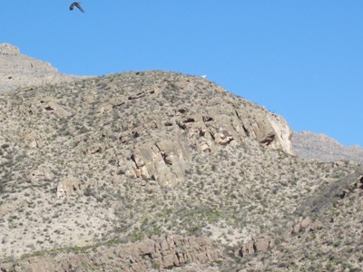 Can you see the mountain goat on top of a cliff?  We learned to not take binoculars cause they identified the mountain goat as a white donkey.