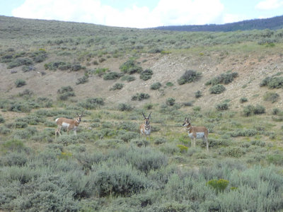 Colorado Antelope