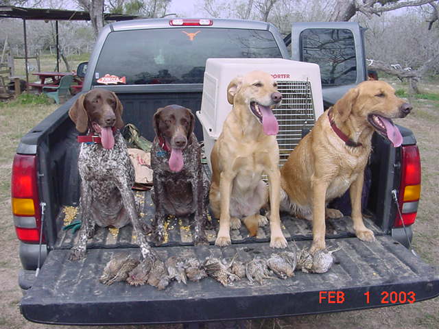 The pointers and the retrievers 2.jpg