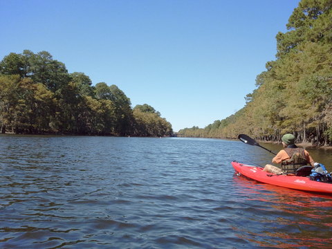 caddo lake1.jpg