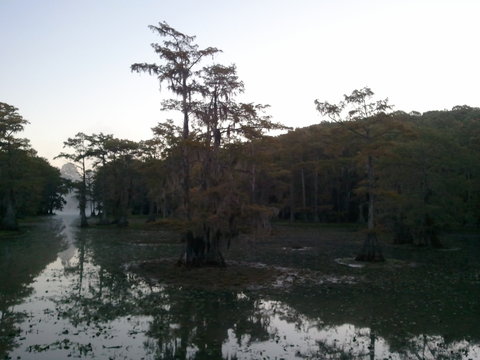 caddo lake5.jpg